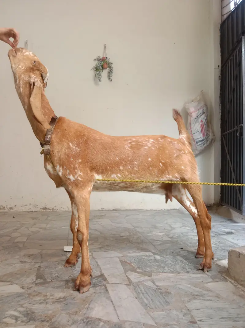 Maki cheeni female for sale urgent — photo 2