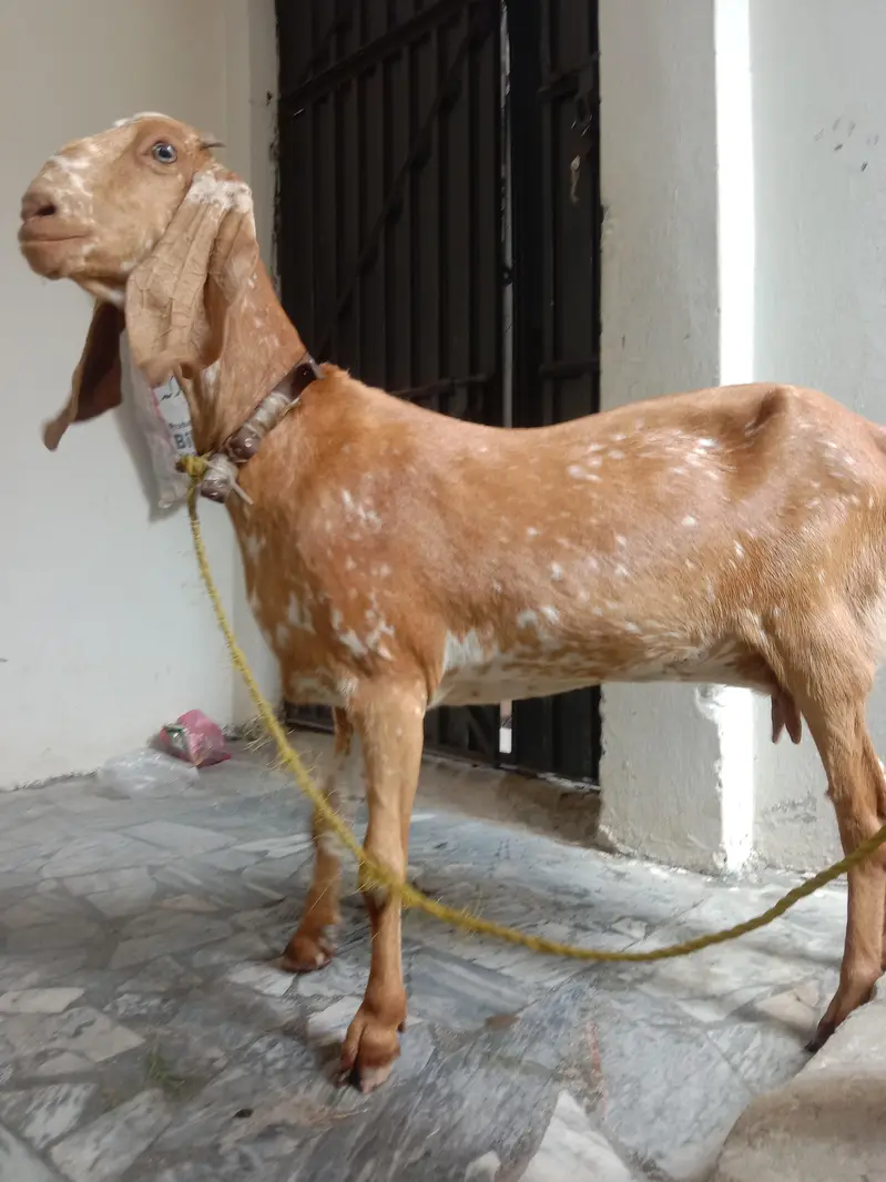 Maki cheeni female for sale urgent — photo 3