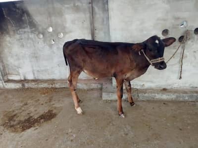 wachi