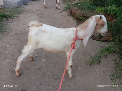 kamori male bakra