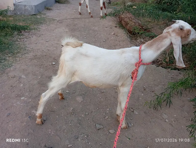 kamori male bakra — photo 2