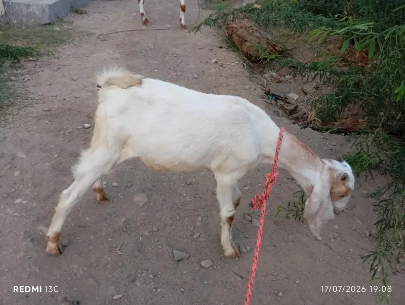 kamori male bakra — photo 3
