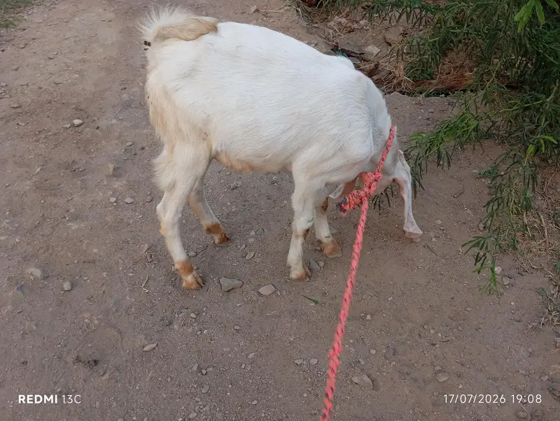 kamori male bakra — photo 4