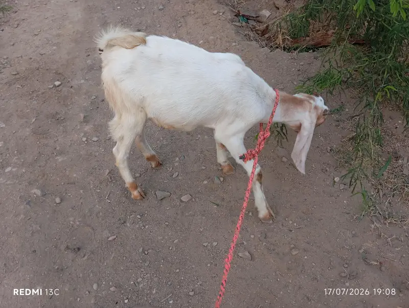 kamori male bakra — photo 5