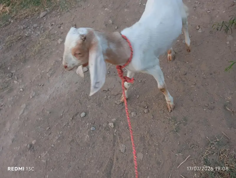 kamori male bakra — photo 6