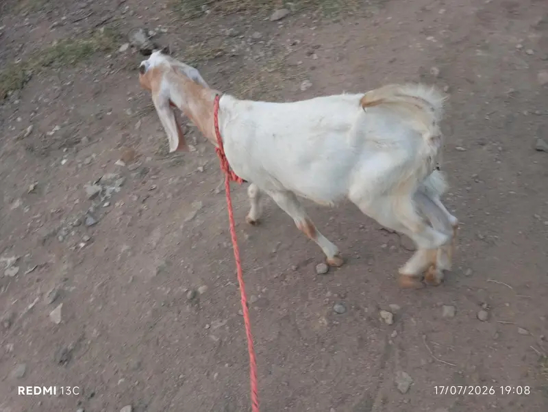 kamori male bakra — photo 7