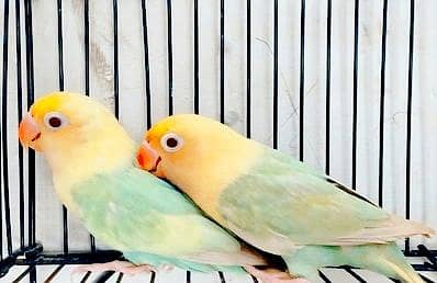 love birds