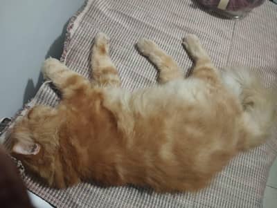 neutered male cat