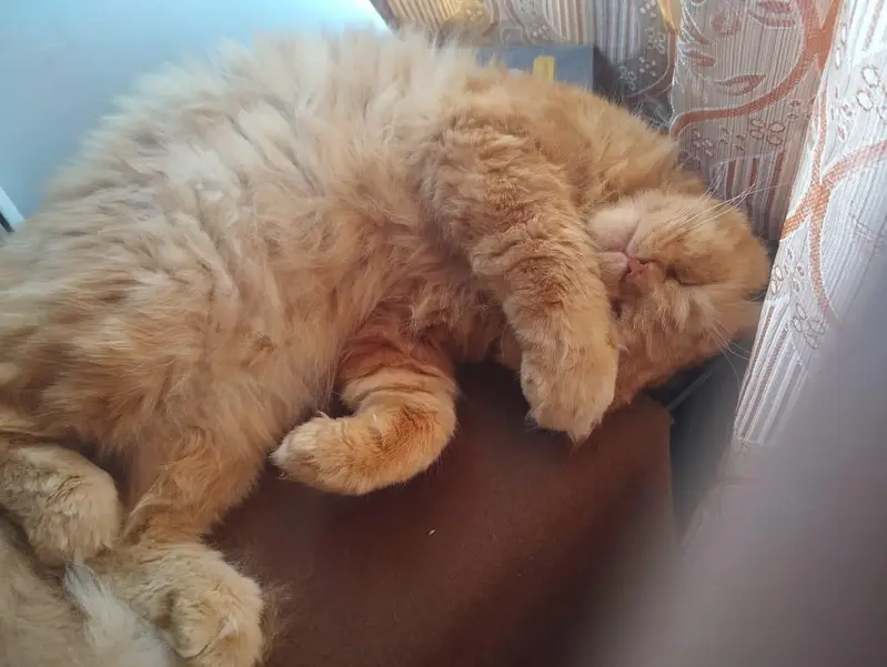 neutered male cat — photo 2
