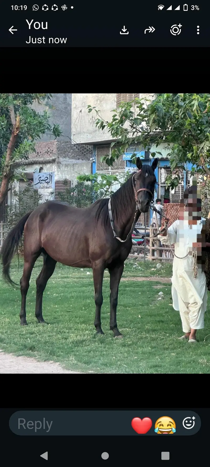 tharobareed female Gori for — photo 2
