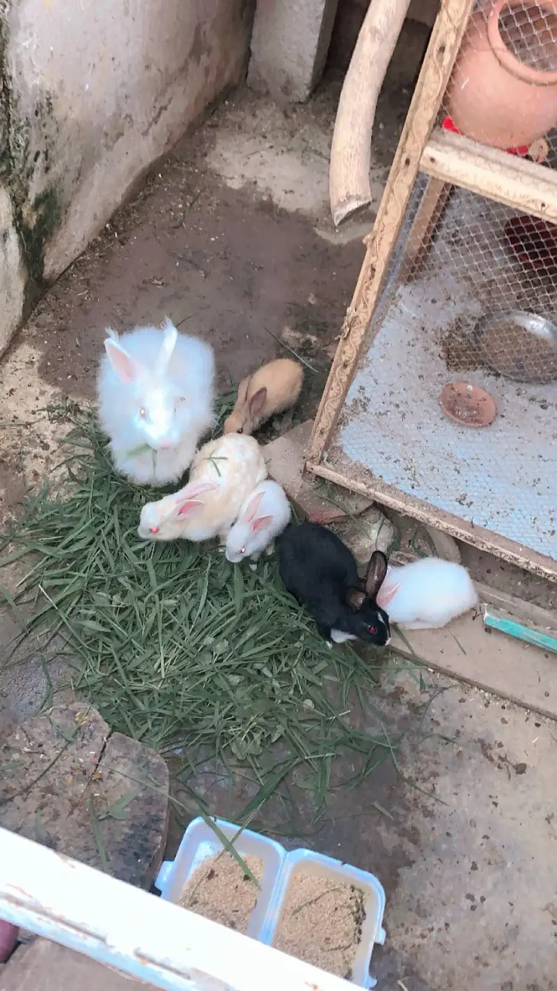 rabbit family