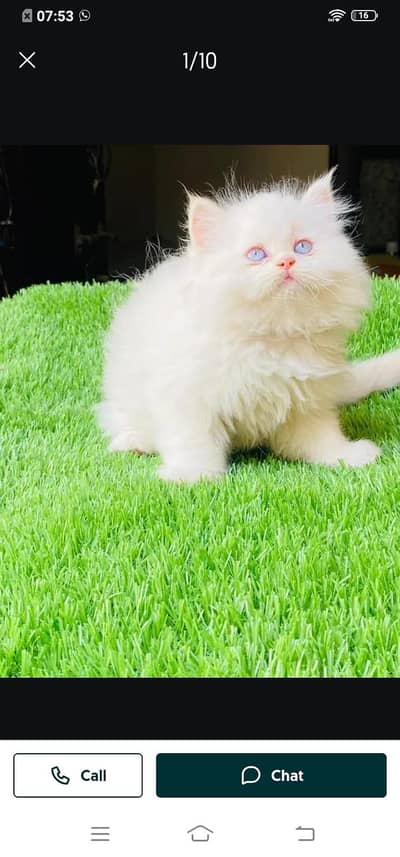 Persian cat for sale male or female my WhatsApp number33/13/09/17/88
