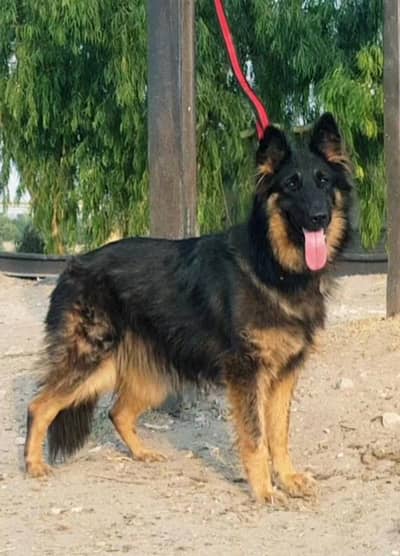 German Shepherd female long coat for