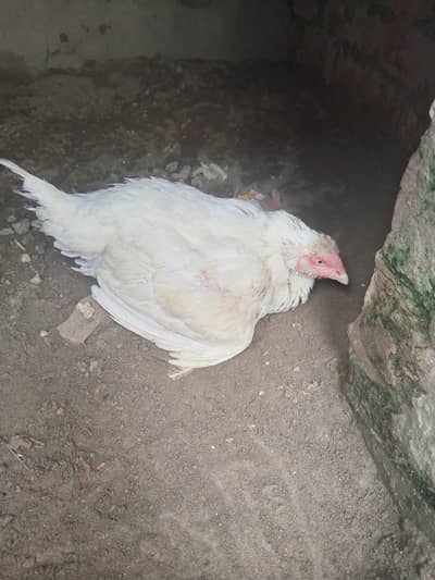 Heera Aseel Madi Female Kurak ( 03204661930 )