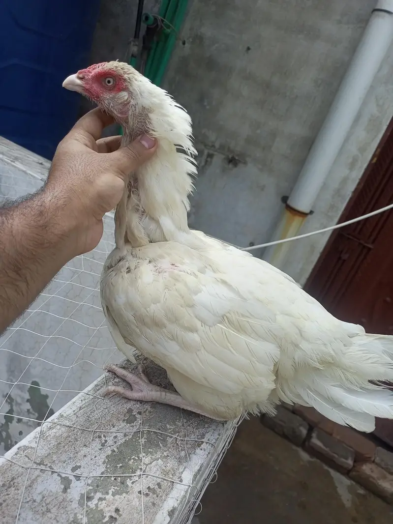 Heera Aseel Madi Female Kurak ( 03204661930 ) — photo 2