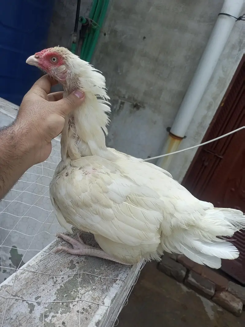 Heera Aseel Madi Female Kurak ( 03204661930 ) — photo 3