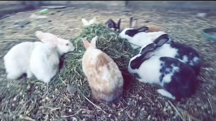 Rabbits