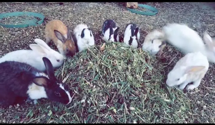 Rabbits — photo 2