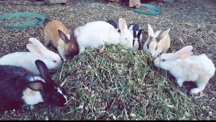 Rabbits — photo 3