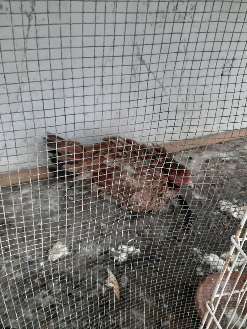 Aseel kurak hen murgi — photo 3