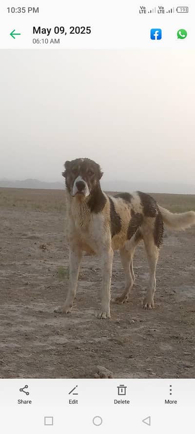 Kuta Dog