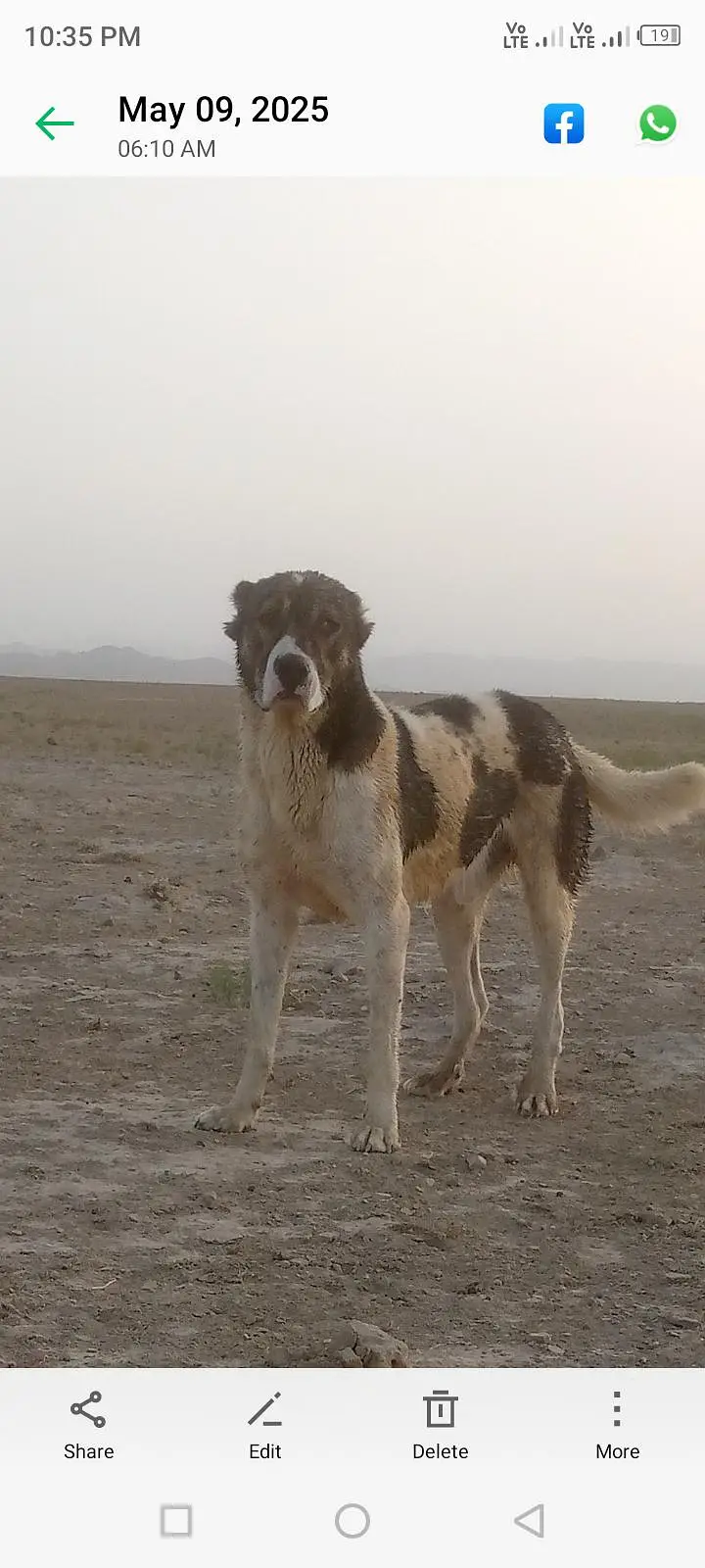 Kuta Dog