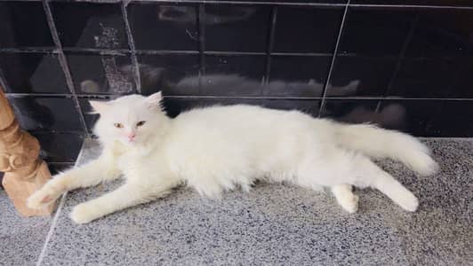 Pure White Triple Coat Persian Male 1 Year | Vaccinated | Home Trained