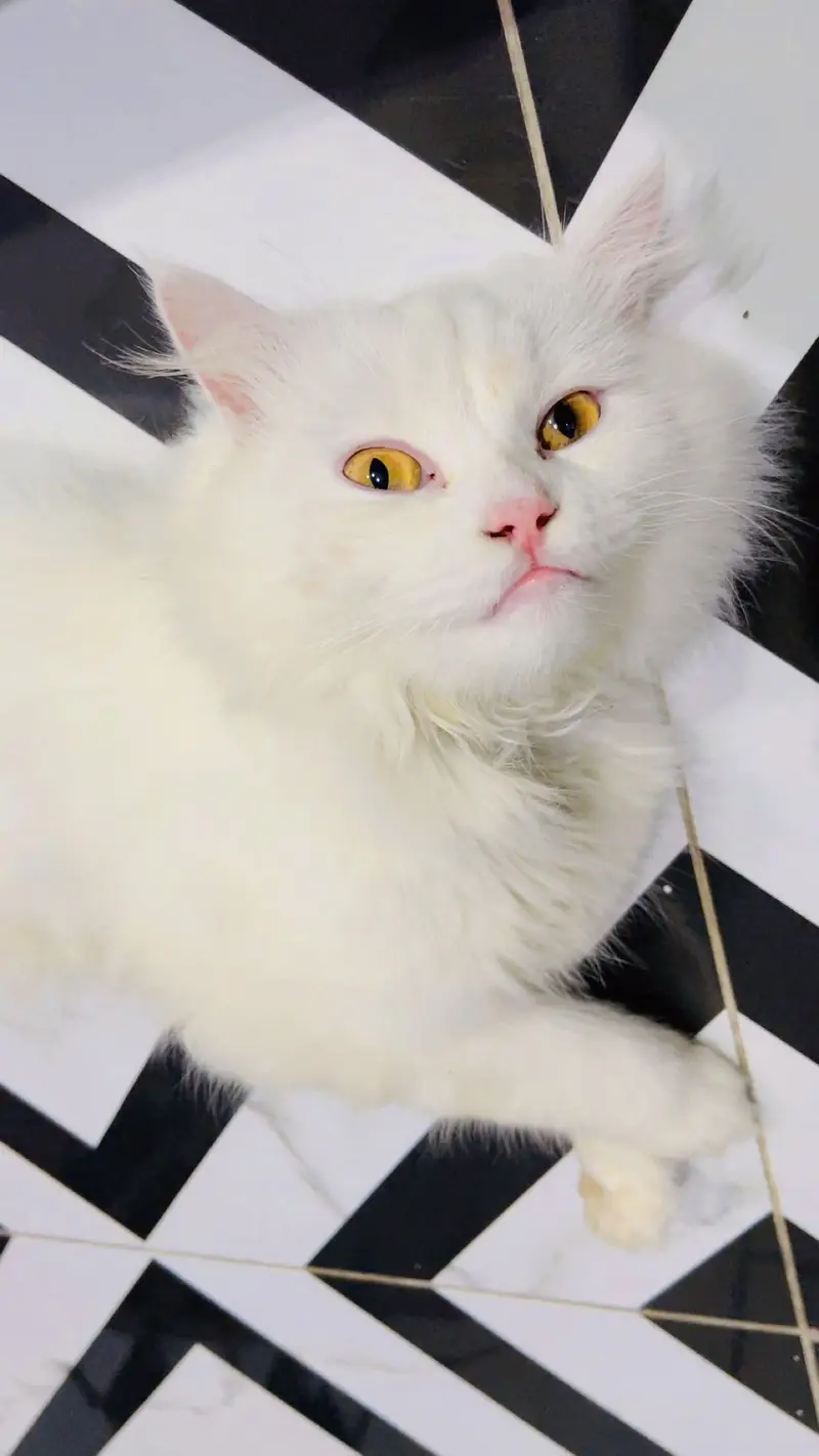 Pure White Triple Coat Persian Male 1 Year | Vaccinated | Home Trained — photo 2