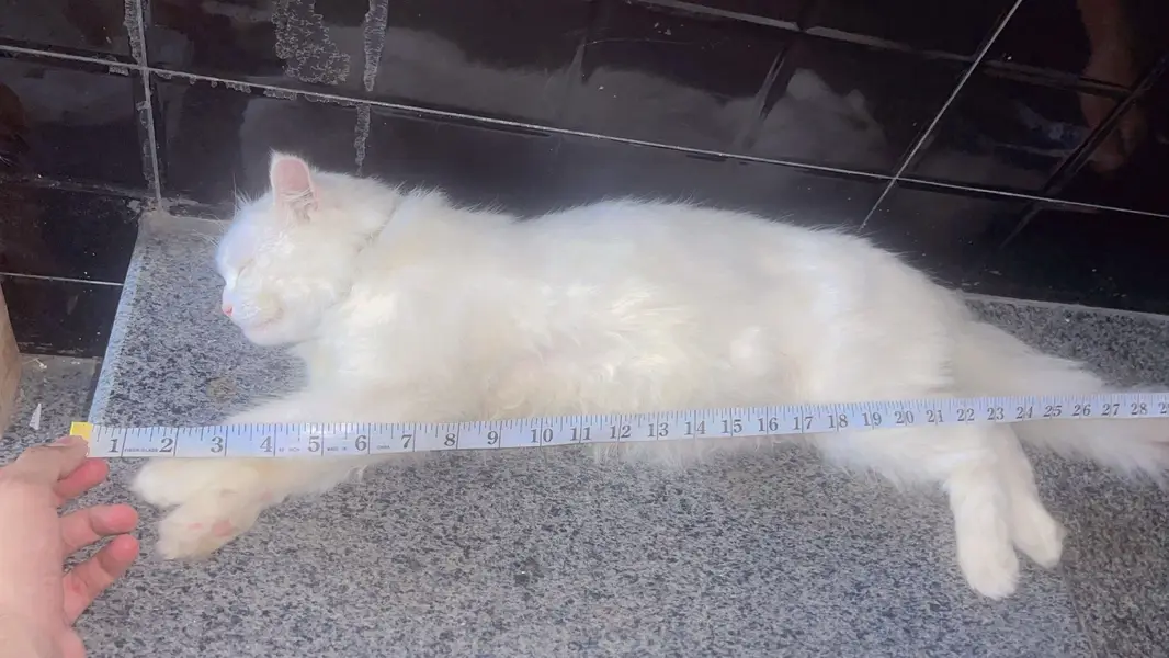 Pure White Triple Coat Persian Male 1 Year | Vaccinated | Home Trained — photo 3