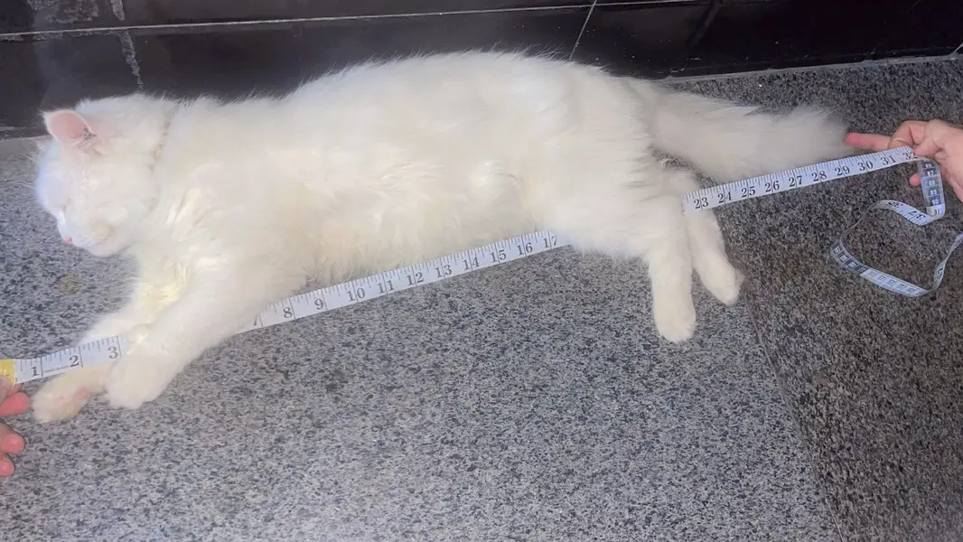 Pure White Triple Coat Persian Male 1 Year | Vaccinated | Home Trained — photo 4