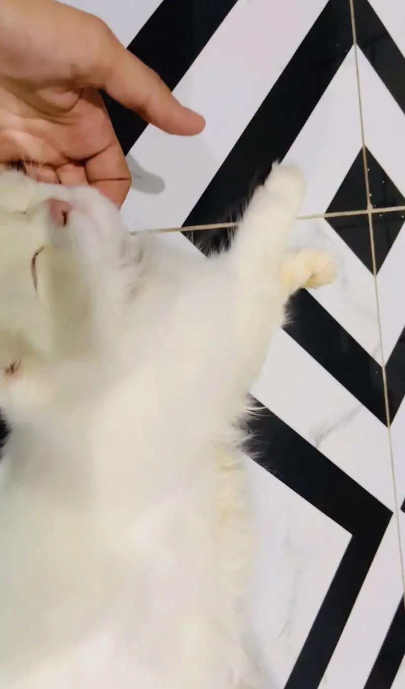 Pure White Triple Coat Persian Male 1 Year | Vaccinated | Home Trained — photo 5