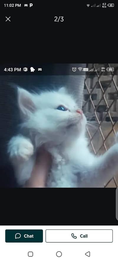 kitten for sale