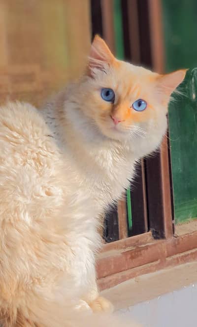 White . Blue Eyes Cat for Sale – Healthy & Cute