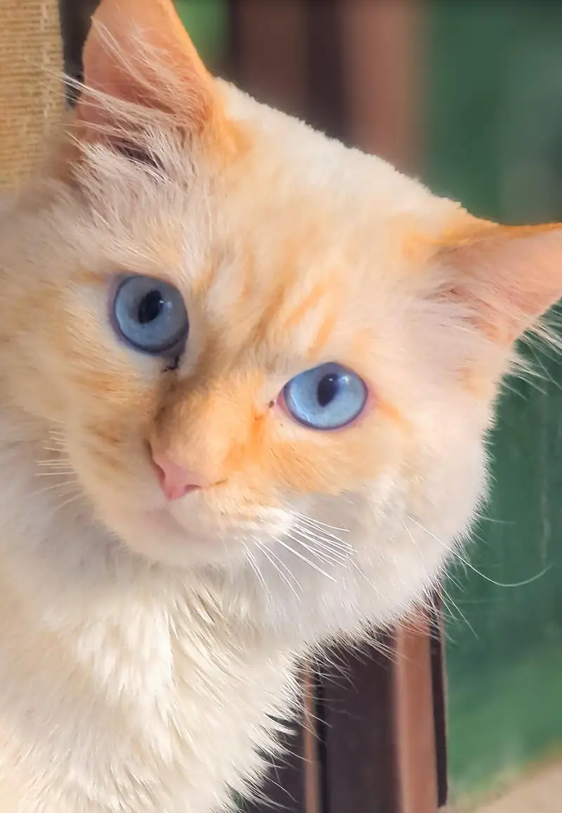White . Blue Eyes Cat for Sale – Healthy & Cute — photo 2