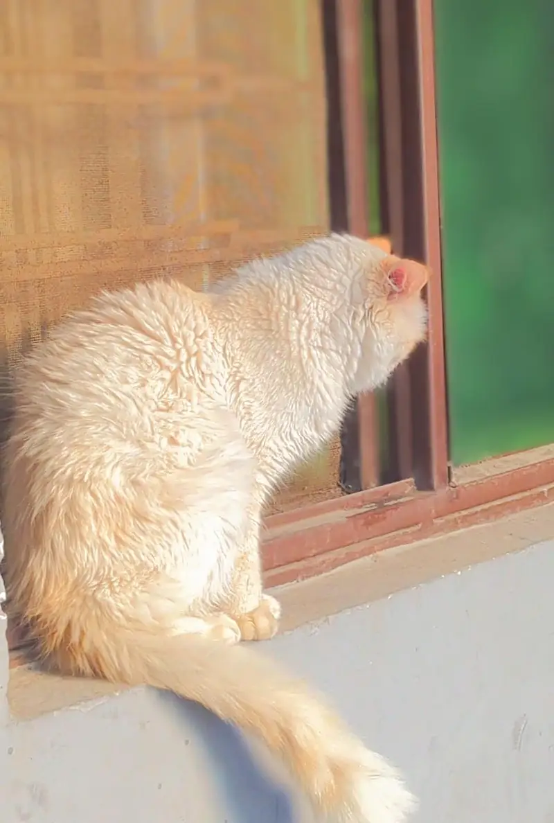 White . Blue Eyes Cat for Sale – Healthy & Cute — photo 3
