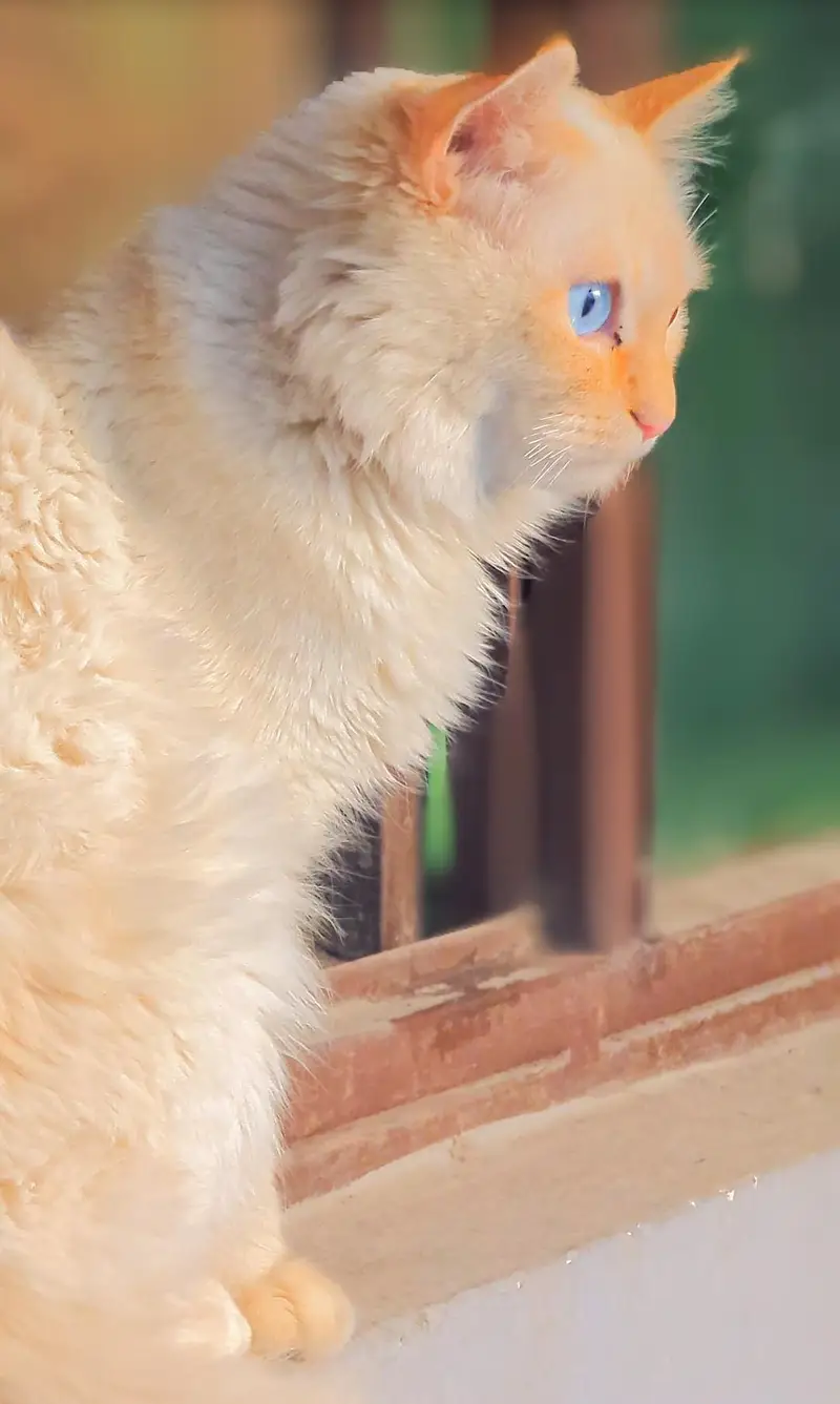 White . Blue Eyes Cat for Sale – Healthy & Cute — photo 4