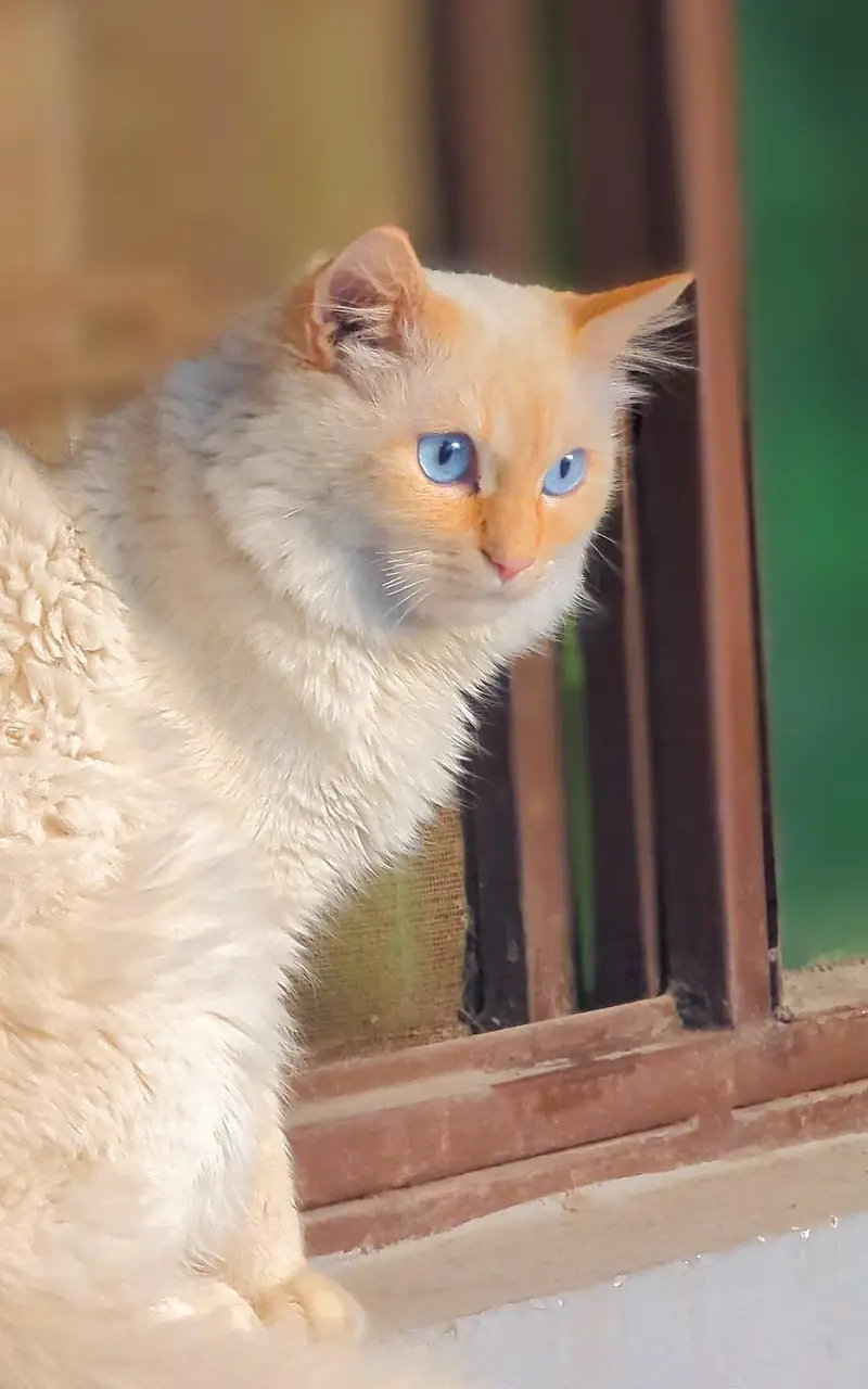 White . Blue Eyes Cat for Sale – Healthy & Cute — photo 5