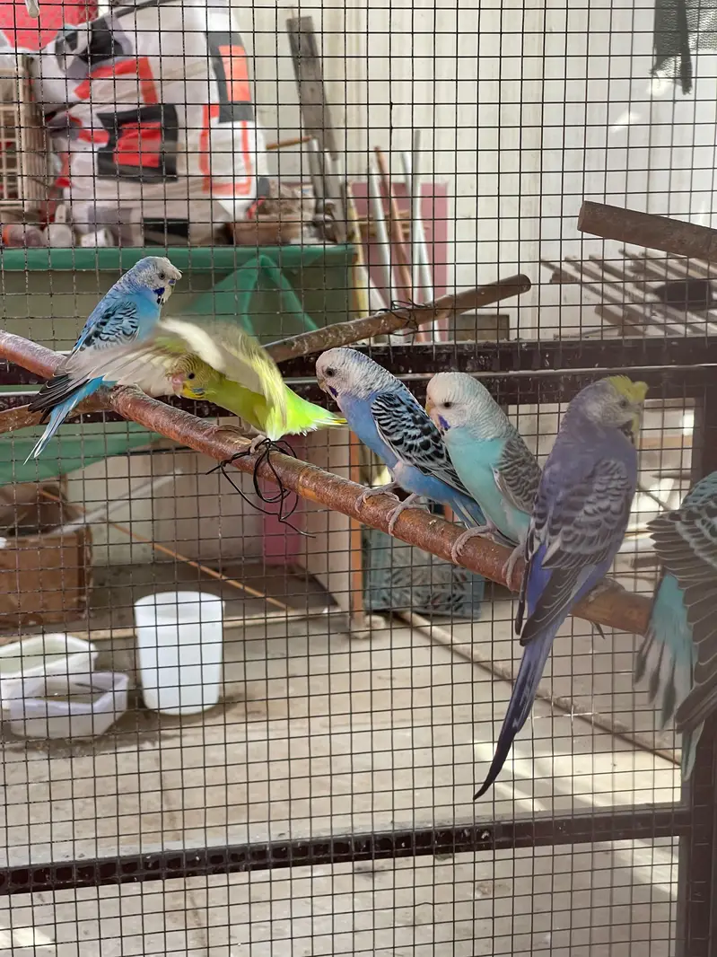 MASHALLAH Premium Aviary Setup Cockatiel Hogoromo Lovebird Java — photo 2