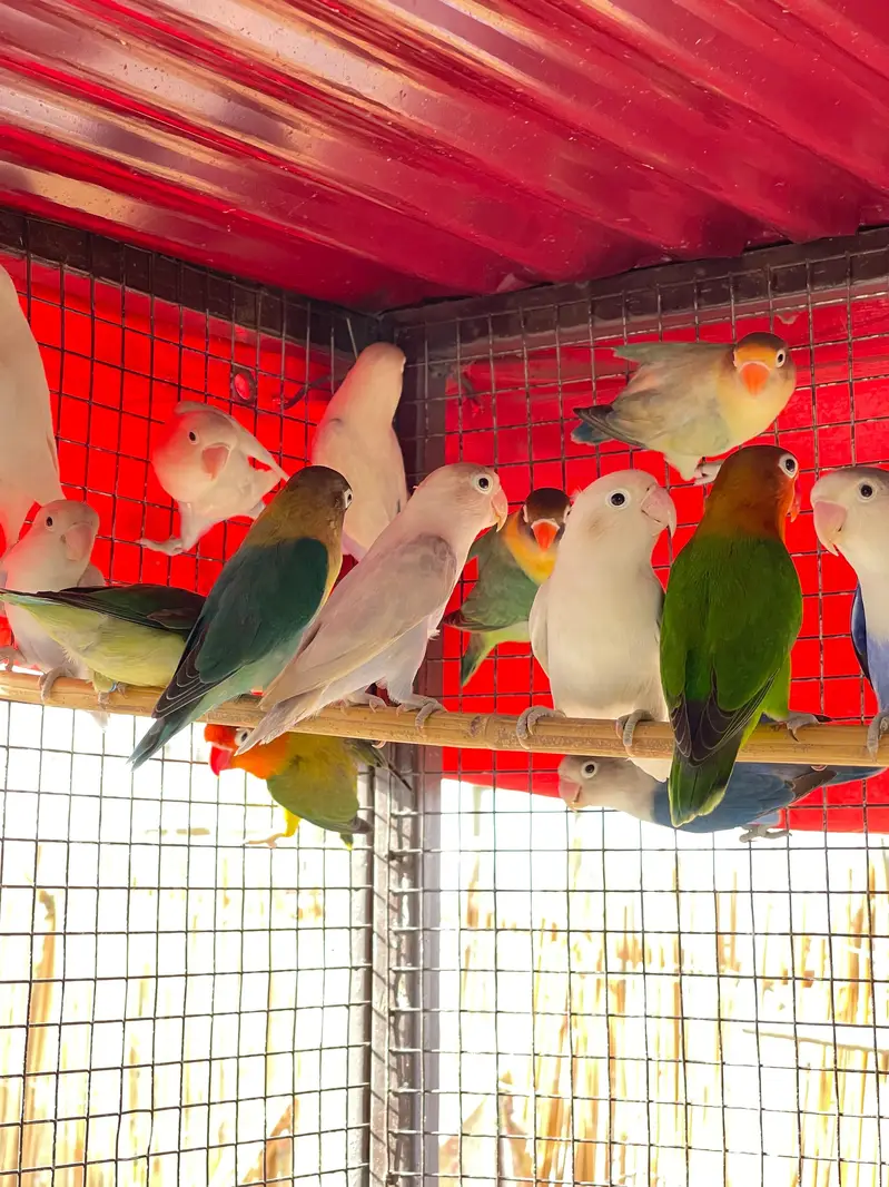 MASHALLAH Premium Aviary Setup Cockatiel Hogoromo Lovebird Java — photo 3