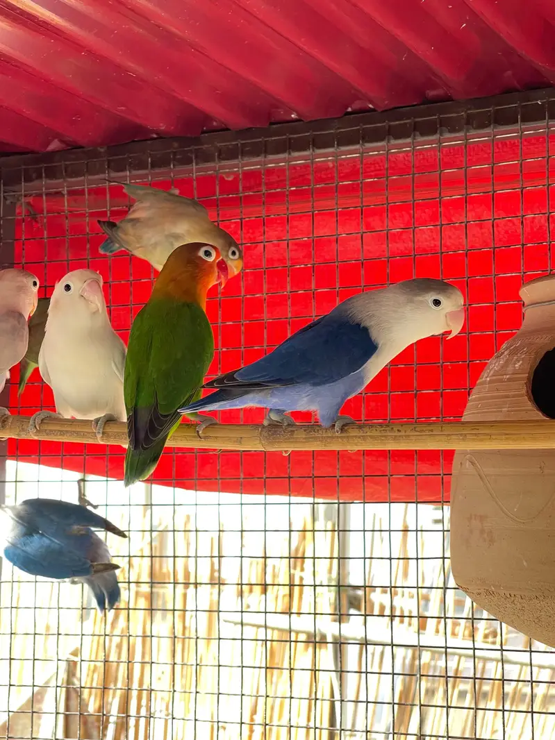 MASHALLAH Premium Aviary Setup Cockatiel Hogoromo Lovebird Java — photo 4