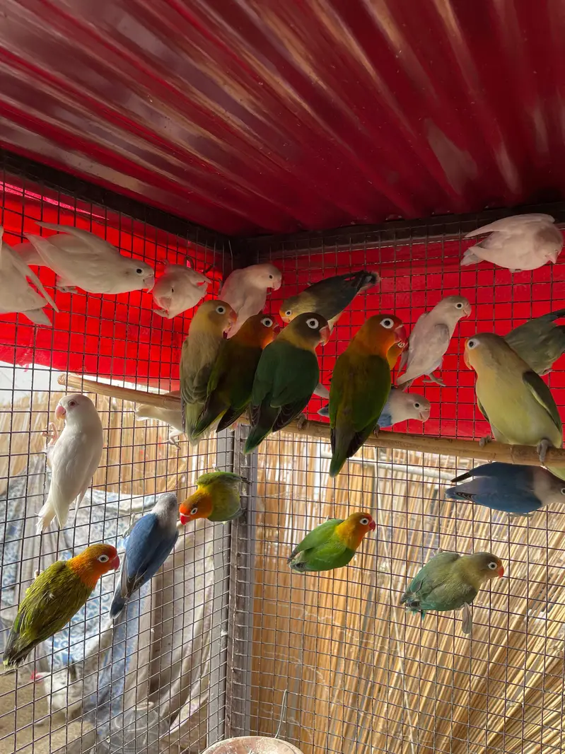 MASHALLAH Premium Aviary Setup Cockatiel Hogoromo Lovebird Java — photo 5