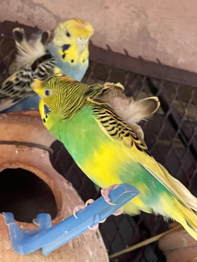 MASHALLAH Premium Aviary Setup Cockatiel Hogoromo Lovebird Java — photo 6