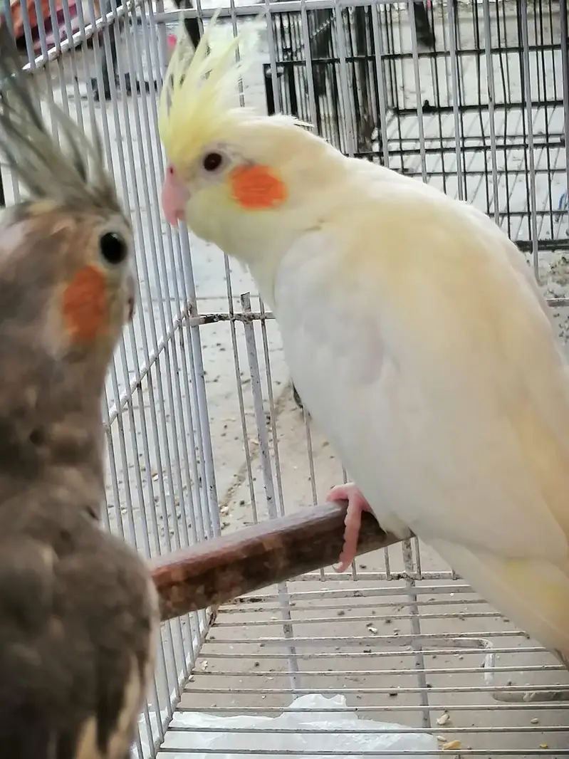 MASHALLAH Premium Aviary Setup Cockatiel Hogoromo Lovebird Java — photo 7