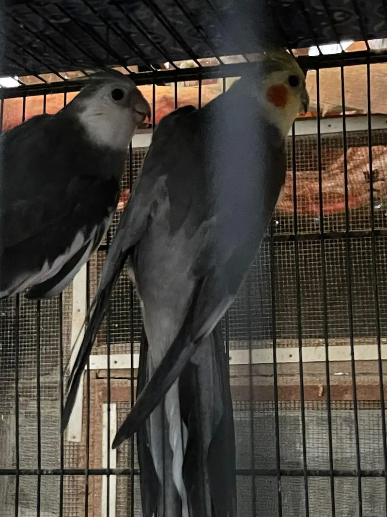 MASHALLAH Premium Aviary Setup Cockatiel Hogoromo Lovebird Java — photo 8