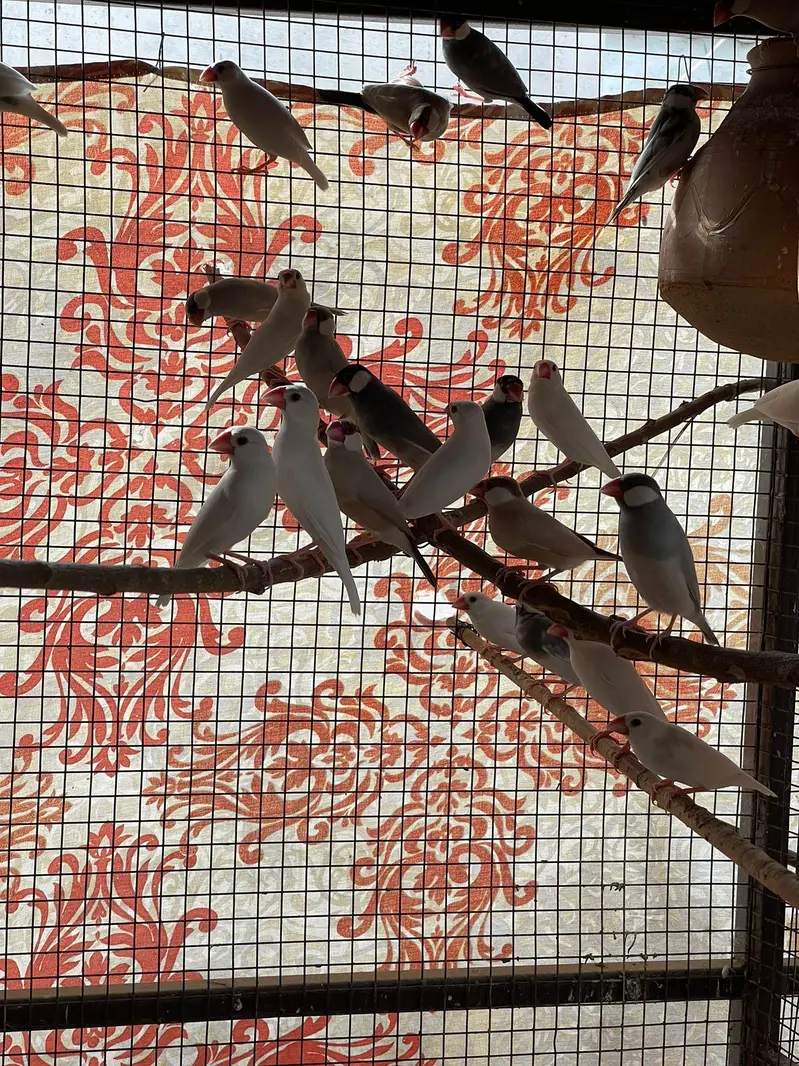 MASHALLAH Premium Aviary Setup Cockatiel Hogoromo Lovebird Java — photo 9