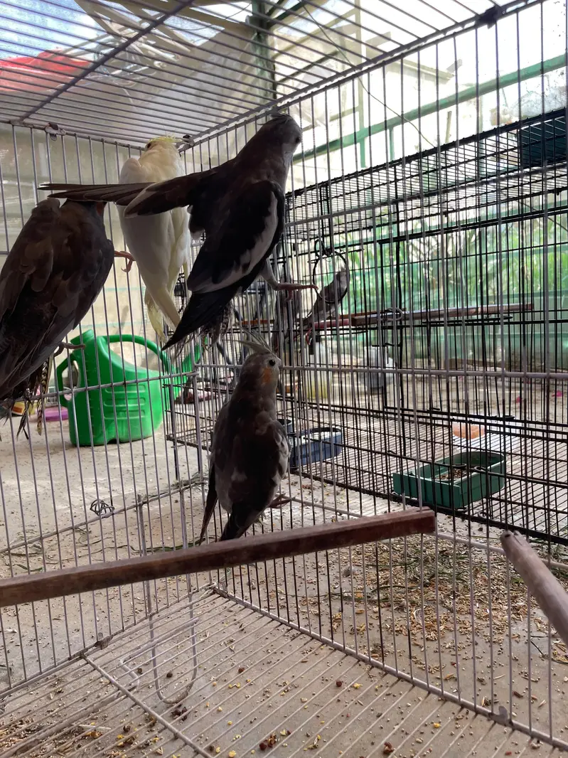 MASHALLAH Premium Aviary Setup Cockatiel Hogoromo Lovebird Java — photo 10