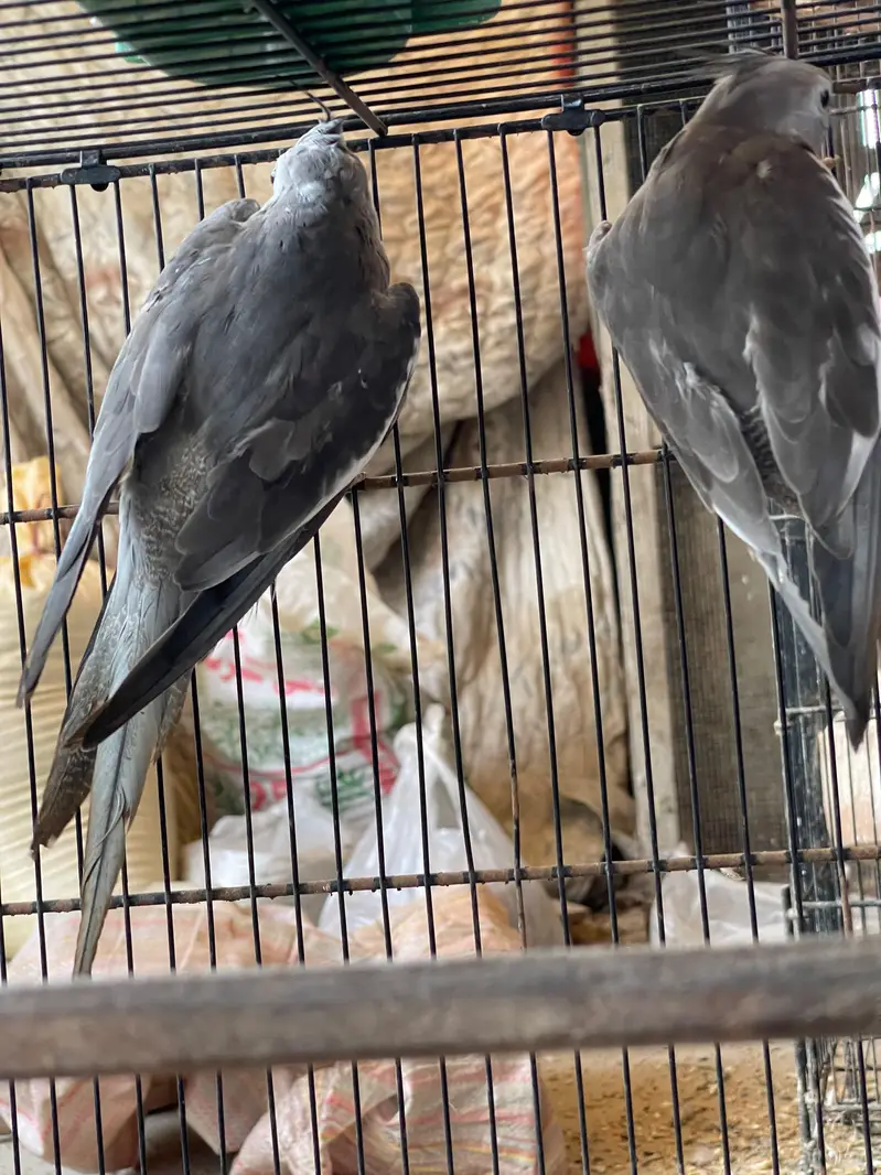 MASHALLAH Premium Aviary Setup Cockatiel Hogoromo Lovebird Java — photo 11