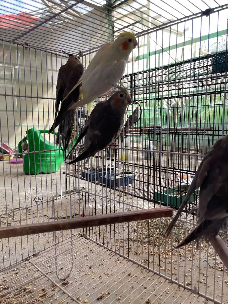 MASHALLAH Premium Aviary Setup Cockatiel Hogoromo Lovebird Java — photo 12