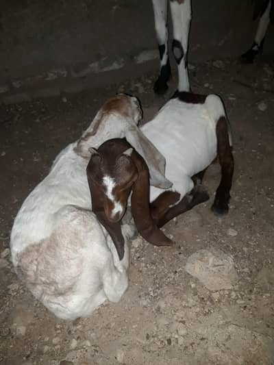 bakri or 2 male 2 month k
