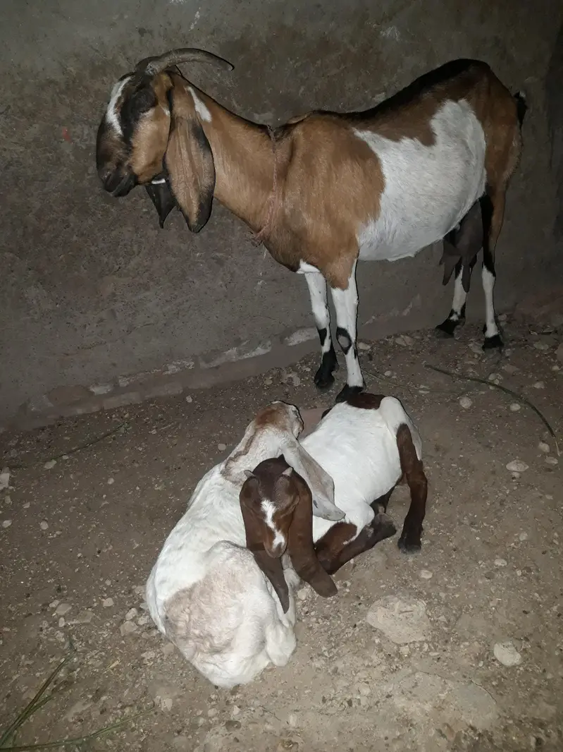 bakri or 2 male 2 month k — photo 3
